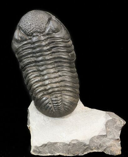 Beautiful Pedinopariops Trilobite - Mrakib, Morocco #43521